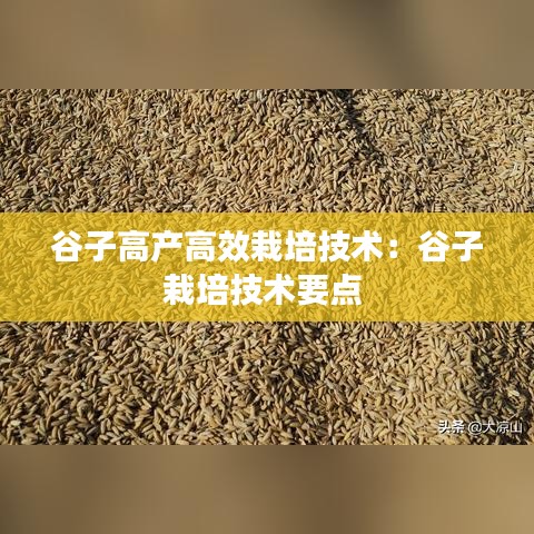 谷子高產(chǎn)高效栽培技術：谷子栽培技術要點 