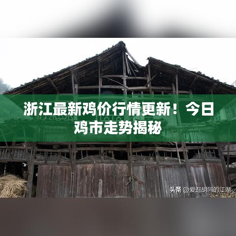 浙江最新雞價行情更新！今日雞市走勢揭秘
