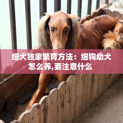 細犬獨家繁育方法：細狗幼犬怎么養(yǎng),要注意什么 