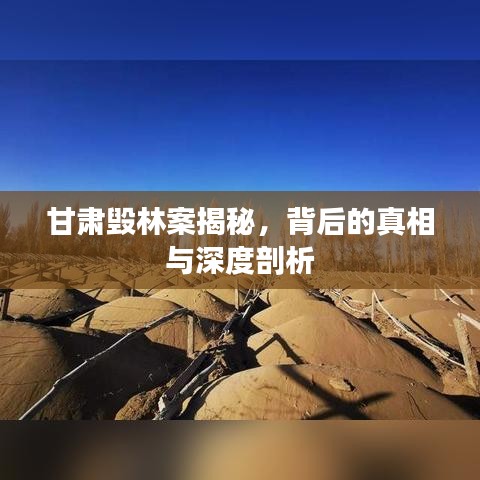 甘肅毀林案揭秘，背后的真相與深度剖析
