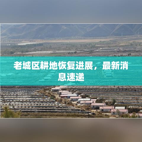 老城區(qū)耕地恢復(fù)進(jìn)展，最新消息速遞