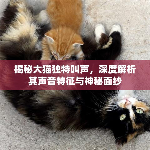 揭秘大貓獨(dú)特叫聲，深度解析其聲音特征與神秘面紗