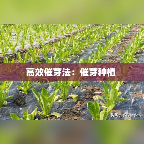 狗尾續(xù)貂 第2頁
