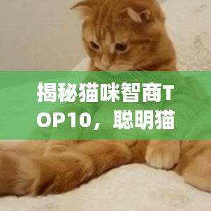 揭秘貓咪智商TOP10，聰明貓咪的精彩瞬間不容錯(cuò)過(guò)！