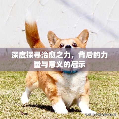 深度探尋治愈之力，背后的力量與意義的啟示