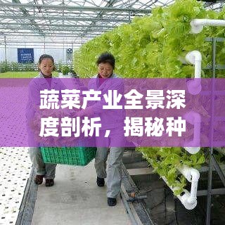 蔬菜產(chǎn)業(yè)全景深度剖析，揭秘種植、市場(chǎng)與未來(lái)趨勢(shì)