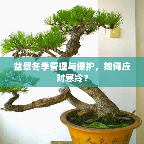 盆景冬季管理與保護(hù)，如何應(yīng)對(duì)寒冷？