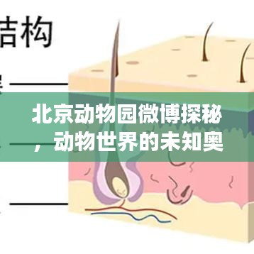 北京動物園微博探秘，動物世界的未知奧秘之旅