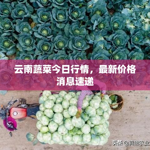云南蔬菜今日行情，最新價(jià)格消息速遞