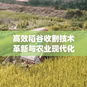 高效稻谷收割技術(shù)革新與農(nóng)業(yè)現(xiàn)代化同步推進(jìn)