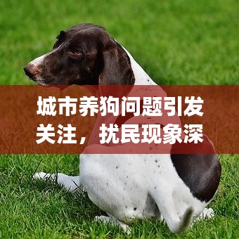 城市養(yǎng)狗問題引發(fā)關(guān)注，擾民現(xiàn)象深度解析