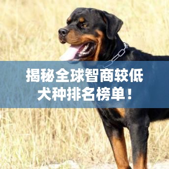 揭秘全球智商較低犬種排名榜單！