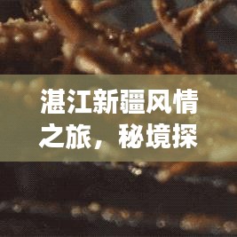 湛江新疆風(fēng)情之旅，秘境探索與美食打卡攻略
