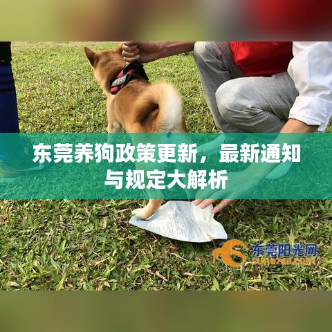 東莞養(yǎng)狗政策更新，最新通知與規(guī)定大解析