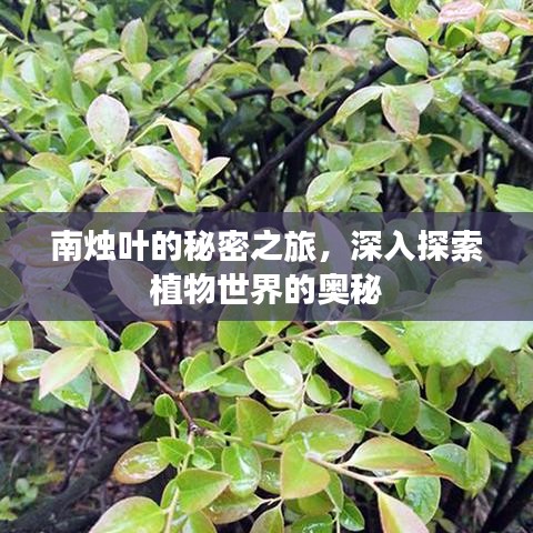 南燭葉的秘密之旅，深入探索植物世界的奧秘