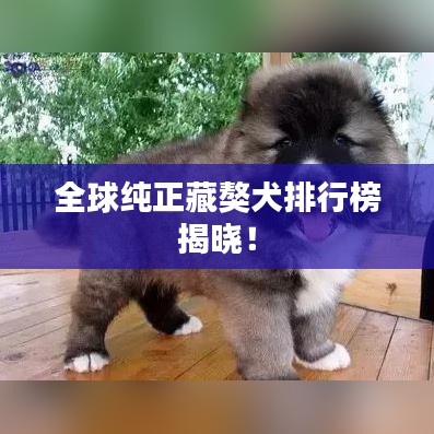 全球純正藏獒犬排行榜揭曉！