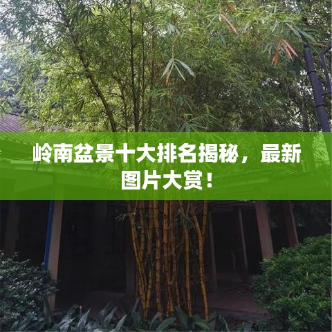 嶺南盆景十大排名揭秘，最新圖片大賞！