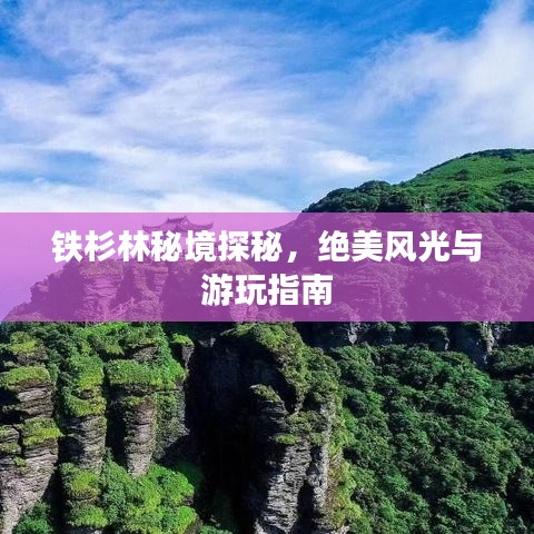 鐵杉林秘境探秘，絕美風(fēng)光與游玩指南