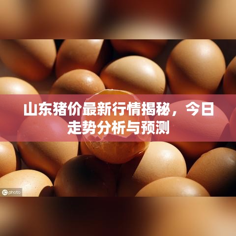 山東豬價(jià)最新行情揭秘，今日走勢分析與預(yù)測