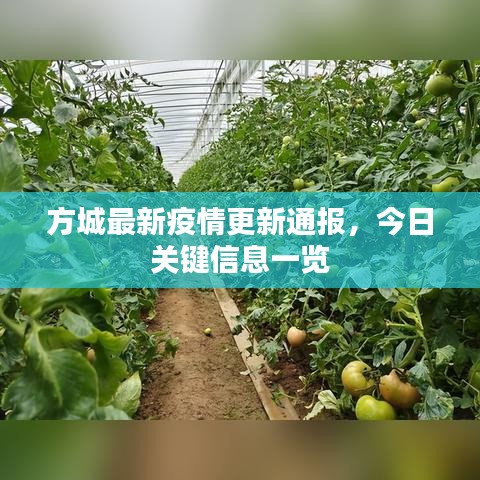 方城最新疫情更新通報，今日關(guān)鍵信息一覽