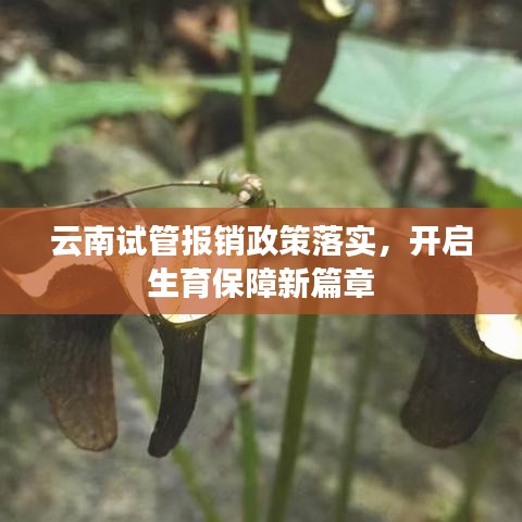 云南試管報銷政策落實，開啟生育保障新篇章