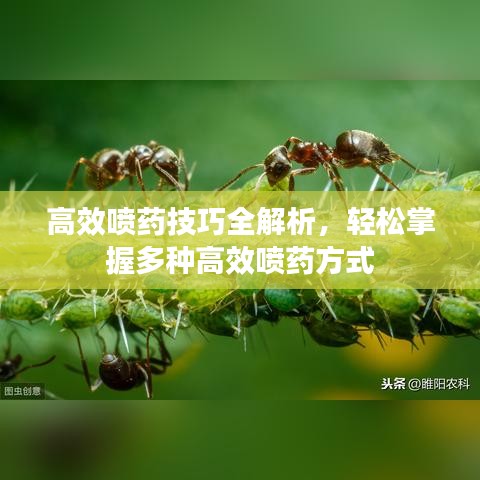 高效噴藥技巧全解析，輕松掌握多種高效噴藥方式