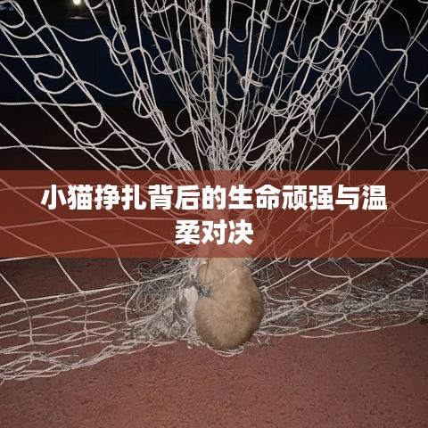 小貓掙扎背后的生命頑強(qiáng)與溫柔對(duì)決