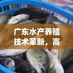 廣東水產(chǎn)養(yǎng)殖技術(shù)革新，高效與可持續(xù)的雙重典范之路