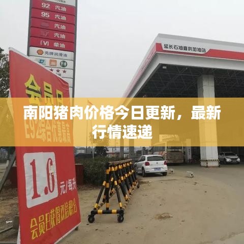 南陽(yáng)豬肉價(jià)格今日更新，最新行情速遞