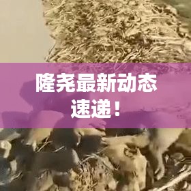 隆堯最新動(dòng)態(tài)速遞！