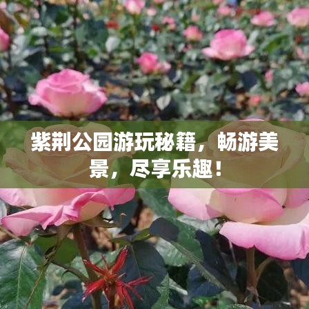 紫荊公園游玩秘籍，暢游美景，盡享樂趣！