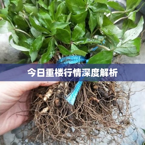 今日重樓行情深度解析
