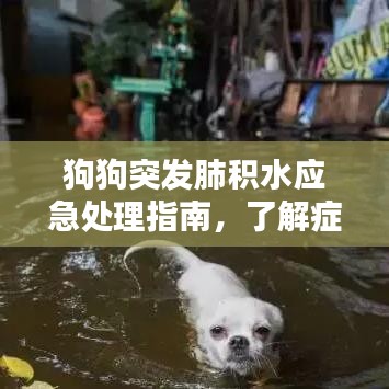 狗狗突發(fā)肺積水應(yīng)急處理指南，了解癥狀與應(yīng)對措施