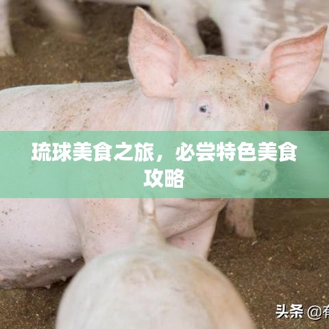 琉球美食之旅，必嘗特色美食攻略
