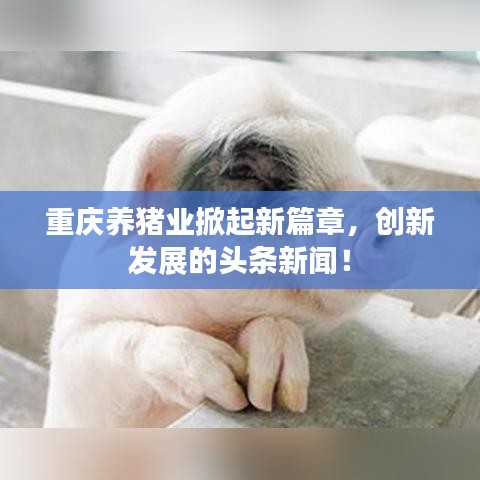 重慶養(yǎng)豬業(yè)掀起新篇章，創(chuàng)新發(fā)展的頭條新聞！