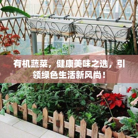有機蔬菜，健康美味之選，引領(lǐng)綠色生活新風(fēng)尚！