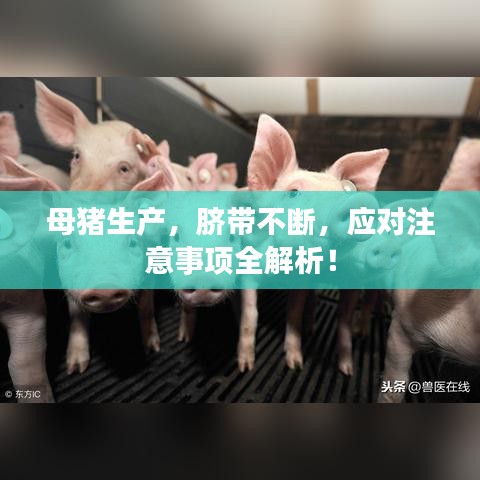 母豬生產，臍帶不斷，應對注意事項全解析！