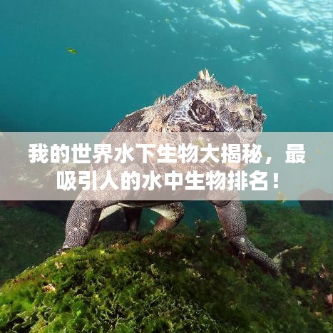 我的世界水下生物大揭秘，最吸引人的水中生物排名！