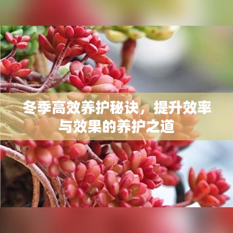 冬季高效養(yǎng)護(hù)秘訣，提升效率與效果的養(yǎng)護(hù)之道
