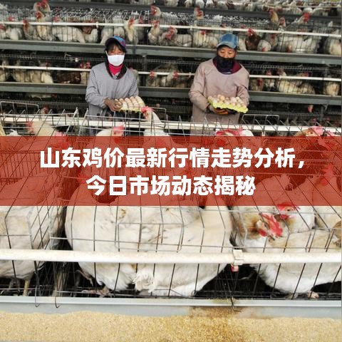 山東雞價最新行情走勢分析，今日市場動態(tài)揭秘