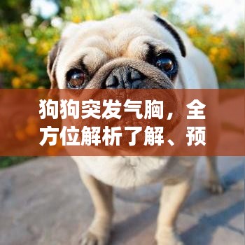 狗狗突發(fā)氣胸，全方位解析了解、預(yù)防與治療措施