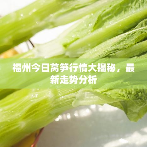 福州今日萵筍行情大揭秘，最新走勢分析