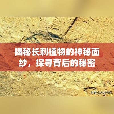 揭秘長刺植物的神秘面紗，探尋背后的秘密